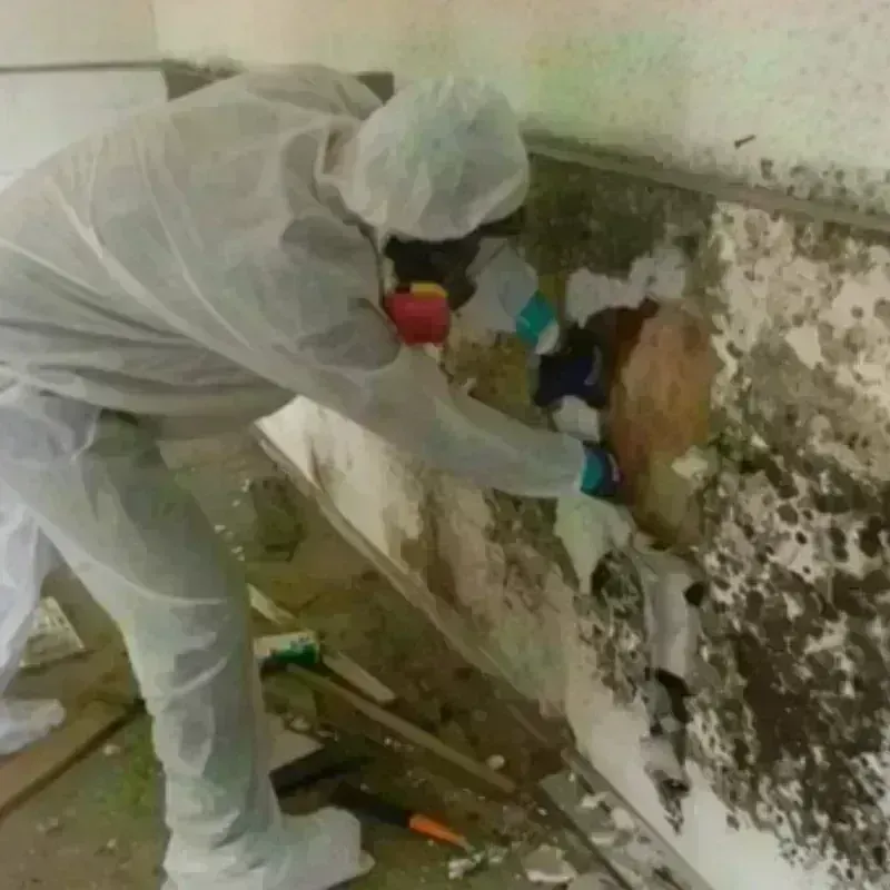 Best Mold Remediation and Removal Service in Custer County, NE